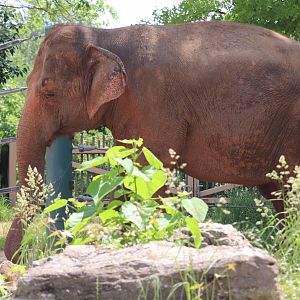 Africa - Asian Elephant - Punch