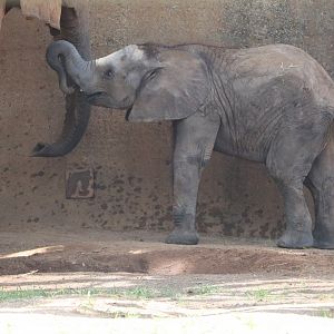 Africa - African Elephant - Fitz