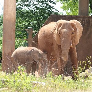 Africa - African Elephants - Mikki - Fitz