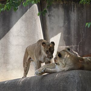 Africa - African Lions