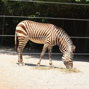 Africa - Hartmann’s Mountain Zebra