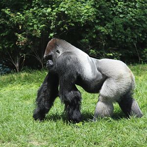 Gorilla Forest - Western Lowland Gorilla
