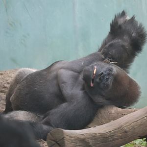 Gorilla Forest - Western Lowland Gorillas