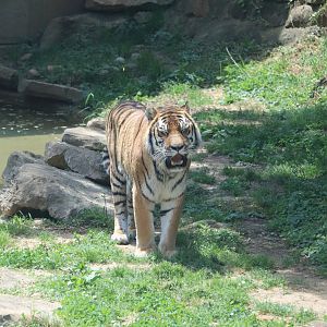 Tiger Taiga - Amur Tiger