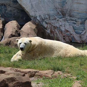 Glacier Run - Polar Bear