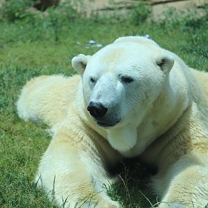 Glacier Run - Polar Bear