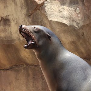 Glacier Run- California Sea Lion