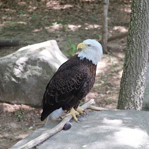 Cats of the Americas - Bald Eagle