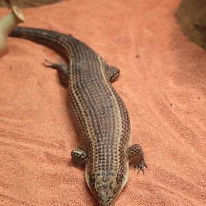 HerpAquarium - Sudan Plated Lizard