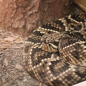 HerpAquarium - Eastern Diamondback Rattlesnake