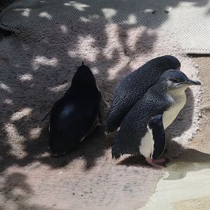 Penguin Cove - Little Penguins