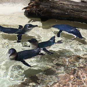 Penguin Cove - Little Penguins
