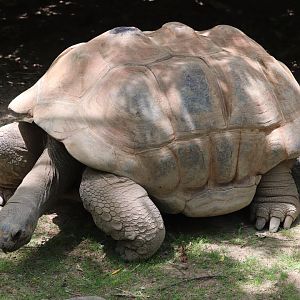 Islands - Aldabra Tortoise