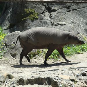 Islands - Babirusa