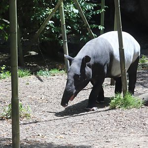 Islands - Malayan Tapir