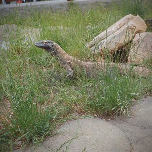 Komodo Dragon at the Greensboro Science Center