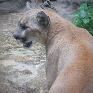 Cougar at the North Carolina Zoo