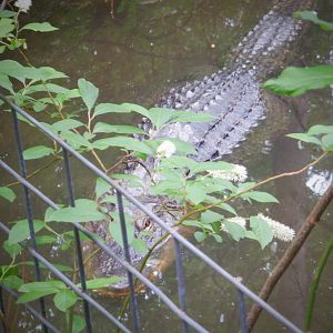 American Alligator at the North Carolina Zoo