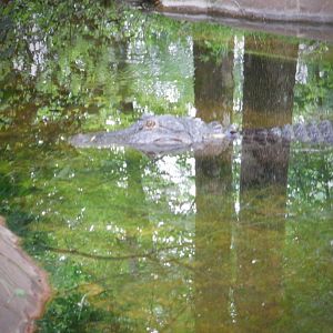 American Alligator at the North Carolina Zoo