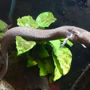 May. 2021 - Manatee Springs - Greater Siren