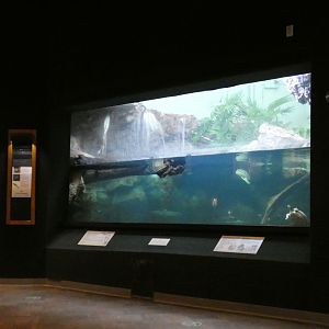 May. 2021 - Manatee Springs - Cooter Tank