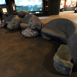 May. 2021 - Manatee Springs - New Manatee Benches