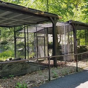 Bear Mountain - Red fox exhibit