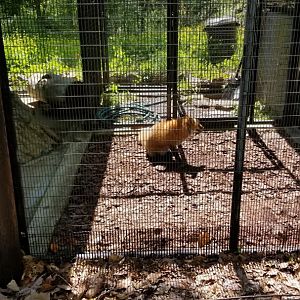 Bear Mountain - Red fox