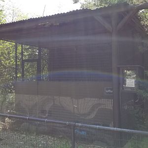 Bear Mountain - Short-tailed weasel