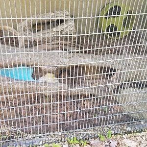 Bear Mountain - Short-tailed weasel