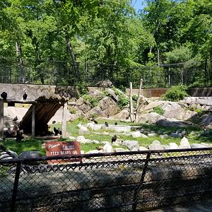 Bear Mountain - Black bears