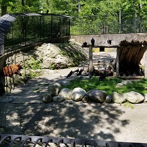 Bear Mountain - Black bears