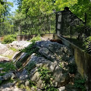 Bear Mountain - Black bears