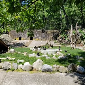 Bear Mountain - Black bears