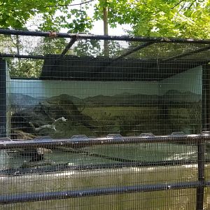 Bear Mountain - Muskrat