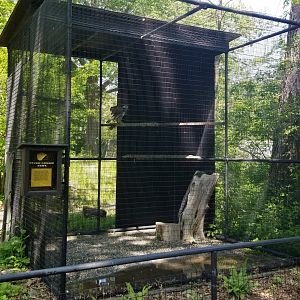 Bear Mountain - Rough-legged hawk