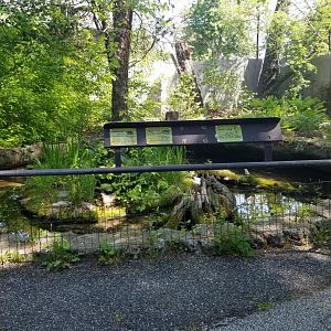 Bear Mountain - Snapping and painted turtles