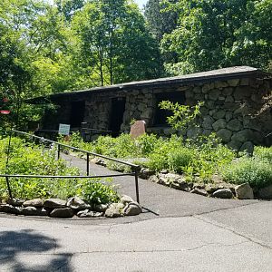 Bear Mountain - Local Animals of the Park museum (taxixermy)