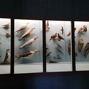 Bear Mountain - Example of bird displays