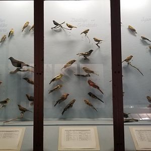 Bear Mountain - Example of bird displays