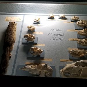 Bear Mountain - Small mammal skulls