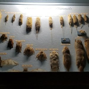 Bear Mountain - Small mammals