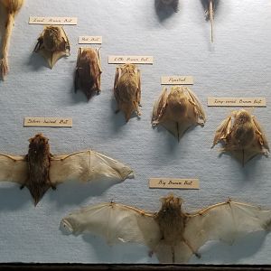 Bear Mountain - Bats