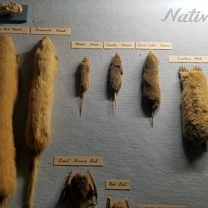 Bear Mountain - Shrews and moles