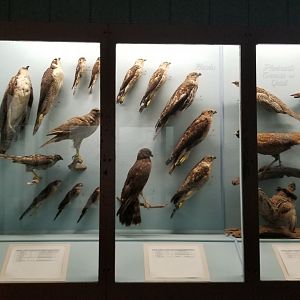 Bear Mountain - Falcons