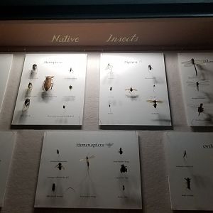 Bear Mountain - Native insects