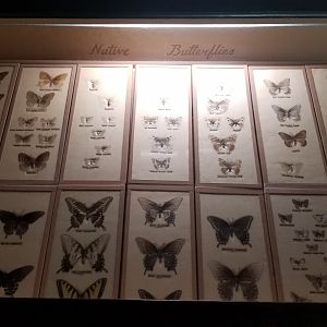 Bear Mountain - Native butterflies