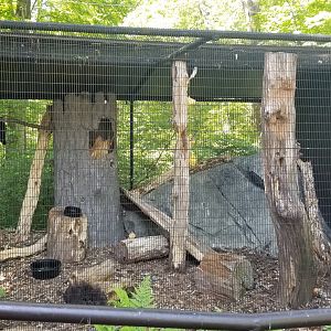 Bear Mountain - Pileated woodpecker
