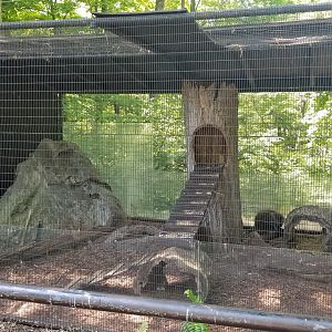 Bear Mountain - North American porcupine