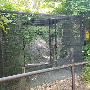 Bear Mountain - Screech owl